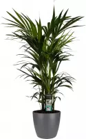 FloriaFor - Kentia Palm - Elho Brussels Antracite - - ↨ 120cm - ⌀ 27cm