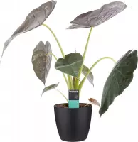 Persoon Potplanten - Alocasia - 75 Cm - Ø 19 - 1 Stuks