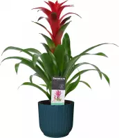 Bloem van Botanicly – Guzmania in blauw ELHO plastic pot als set – Hoogte: 50 cm – Guzmania Calypso