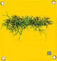Plantenbak Bloomingwalls The Green Pockets PEVA1 - Yellow