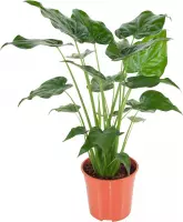 Alocasia Cucullata ↨ 100cm - hoge kwaliteit planten
