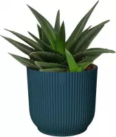 Cactus van Botanicly – Haworthia in blauw ELHO plastic pot als set – Hoogte: 20 cm