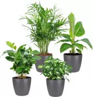 Mix van 4 tropische kamerplanten | Musa - Coffea - Syngonium - Chamaedorea | Incl. grijze sierpot - ↑ 25-30cm - Ø 12cm
