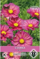 Van Hemert & Co - Cosmea Xsenia (Cosmos bipinnatus)