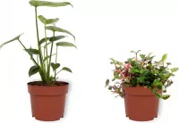 Set van 2 Kamerplanten - Monstera Deliciosa & Tradescantia Quadricolor - ±  30cm hoog - 12cm diameter