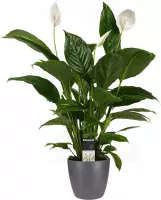 Hellogreen Kamerplant - Spathiphyllum Vivaldi - 60 cm - Elho brussels antracite