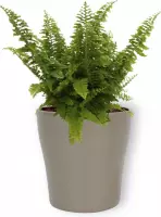 Kamerplant Nephrolepis Vitale – Krulvaren - ± 25cm hoog – 12 cm diameter - in zilverkleurige pot