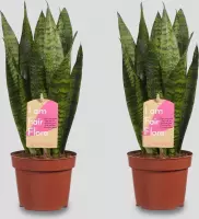 Kamerplanten van Botanicly – 2 × Vrouwentongen – Hoogte: 40 cm – Sansevieria Zeylanica