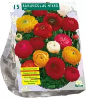 Baltus Ranunculus Mix Ranonkel bloembollen per 15 stuks