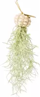Airplant - Luchtplant -Tillandsia Usneoides - Zeeëgel Sputnic Naturel - Jellyfish - Kwal - Kwalletje - Hangend - Cadeau