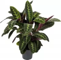 Calathea Warsewiczii 80 cm