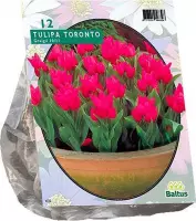 Tulipa Toronto, Greigii per 12