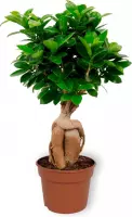 WL Plants - Ficus Ginseng - Bonsai - Kamerplanten - Bonsai Boompje - ± 30cm hoog - 12cm diameter - in Kweekpot
