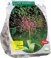 Plantenwinkel Allium Schuberti bloembollen per 3 stuks