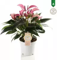 FloriaFor - Anthurium Zizou - - ↨ 40cm - ⌀ 12cm