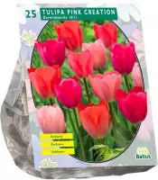 Plantenwinkel Tulipa Pink Creation tulpen bloembollen per 25 stuks