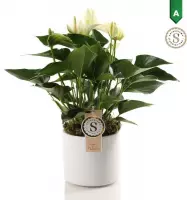 Anthurium White in Bari Keramiek ↨ 40cm - hoge kwaliteit planten