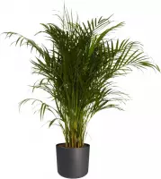Goudpalm in ® ELHO b.for soft sierpot (Dypsis Lutescens)