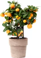 Kamerplant van Botanicly – Citrus Calamondin – Hoogte: 45 cm