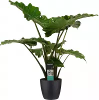 Decorum Alocasia Portodora - Elho brussels black – ↨ 80cm – ⌀ 21cm