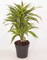 Kamerplant van Botanicly – Drakenboom – Hoogte: 70 cm – Dracaena derem. Lemon Lime