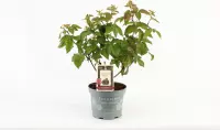 Compacte fruitplant - Rubus fruticosus 'Little Black Prince'® - Zwarte Braam - hoogte 30-40 cm