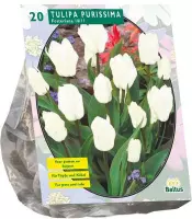 Plantenwinkel Tulipa Purissima Fosteriana tulpen bloembollen per 20 stuks
