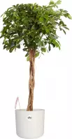 Kamerplant van Botanicly – Vingerboom incl. witte cilindrische sierpot als set – Hoogte: 110 cm – Schefflera arb. Gold Capella