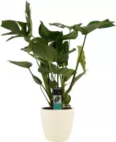 Hellogreen Kamerplant - Gatenplant Monstera Deliciosa - 75 cm - Elho Brussels soap