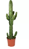 Cactus van Botanicly – Cactus – Hoogte: 70 cm – Euphorbia Eritrea