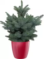 Hellogreen Kleine Mini Kerstboom - Blauwspar - 50 cm - Elho Brussels Diamond rood