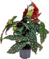 Begonia Maculata | Stippenplant per stuk - Kamerplant in kwekerspot ⌀12 cm - ↕25-35 cm