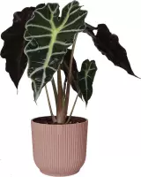 Kamerplant van Botanicly – Olifantsoor in roze ELHO plastic pot als set – Hoogte: 35 cm – Alocasia Sanderiana Polly