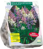 Plantenwinkel Scilla Hispanica Mix sterhyacint bloembollen per 15 stuks