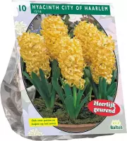 Plantenwinkel Hyacinth City of Haarlem bloembollen per 10 stuks