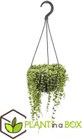 Plant in a Box - Senecio Rowleyanus "String of Pearls" - Hangplant - Erwtenplant - Pot ⌀12cm - Hoogte  10-20cm