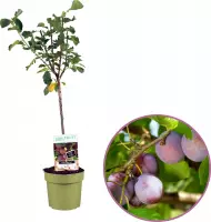Pruimenboom, Prunus domestica 'Opal', 90 - 100 cm, fruitboom, zelfbestuivend, winterhard