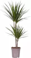 Kamerplant van Botanicly – Drakenboom – Hoogte: 75 cm – Dracaena Marginata