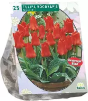 Plantenwinkel Tulipa Roodkapje Greigii tulpen bloembollen per 25 stuks