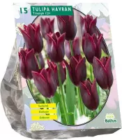 Plantenwinkel Tulipa Havran Leliebloemig tulpen bloembollen per 15 stuks