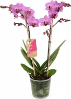 Orchidee van Botanicly – Vlinder orchidee – Hoogte: 50 cm, 2 takken, roze bloemen – Phalaenopsis Santiago