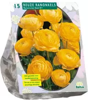 Baltus Ranunculus Geel Ranonkel bloembollen per 15 stuks