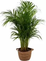 Kamerplant van Botanicly – Goudspalm in zeegras pot als set – Hoogte: 85 cm – Dypsis lutescens