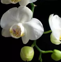 Tuinposter - Bloem / Bloemen - Orchidee in wit / geel / zwart - 160 x 160 cm.
