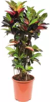 Croton 'Mrs Iceton' ↨ 100cm - hoge kwaliteit planten