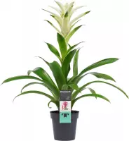 Decorum Guzmania Mara – ↨ 60cm – ⌀ 13cm