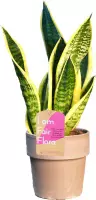 Kamerplant van Botanicly – Vrouwentongen met grijze sierpot als set – Hoogte: 41 cm – Sansevieria trif. Superba