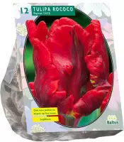 Plantenwinkel Tulipa Rococo Parrot Parkiet tulpen bloembollen per 12 stuks