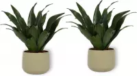 2x Kamerplant Dracaena Compacta - ± 30cm hoog - In groene sierpot