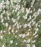 6 x Lavandula intermedia 'Edelweiss' - Lavendel pot 9x9cm
